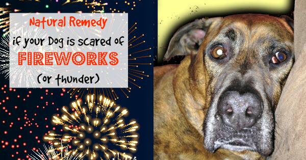 how can i tell if my dog is scared of fireworks
